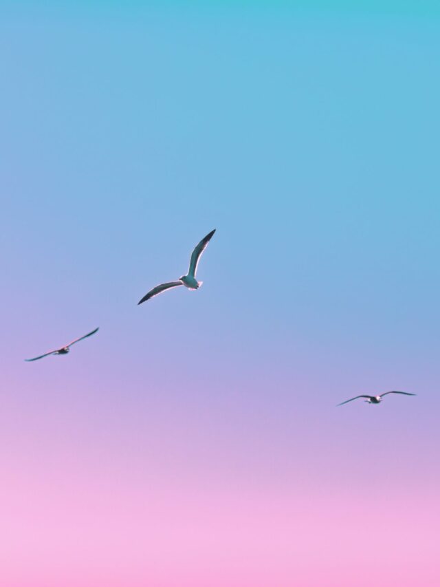 Stories Stories